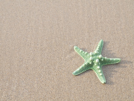 starfish stranded on the beachの写真素材