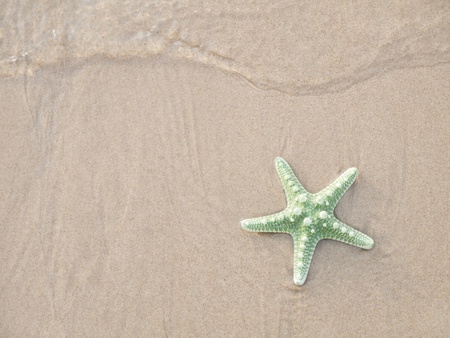 starfish stranded on the beachの写真素材