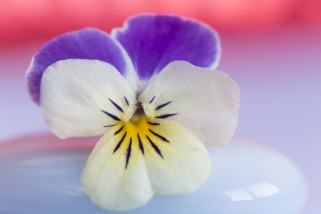 viola flower on abstract backgroundの写真素材