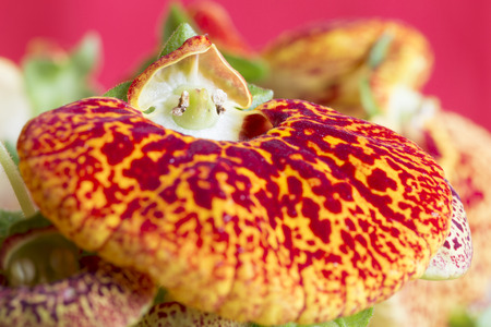 Close up of ladyの写真素材