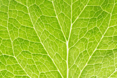 Texture of a green leaf as background の写真素材