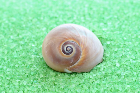 bright green  bath salt and seashells background 