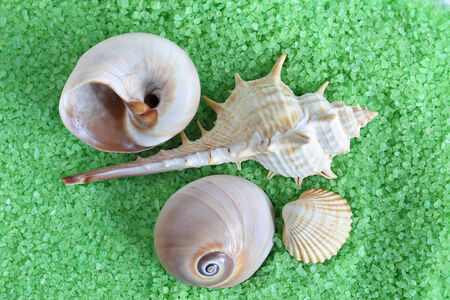 bright green  bath salt and seashells background 