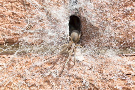 spider on brick wall with fabric home