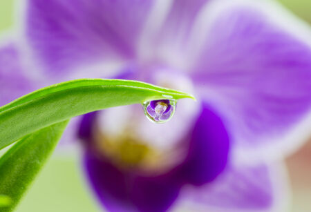 purple orchid with blur and drop Reflected in Waterの写真素材
