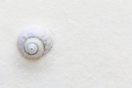 Sea shell on sand. Summer beach backgroundの写真素材