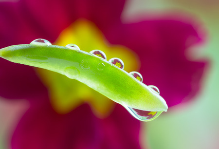 pot marigold flower mirroring inside dew drops