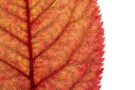 series of leaf textures in fresh colorsの写真素材