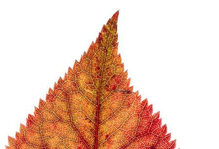 series of leaf textures in fresh colorsの写真素材