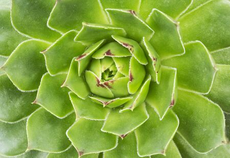 closeup shot of green succulent plant agaveの写真素材
