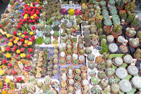 Amsterdam, The Netherlands, JUNEl 13, 2016. Sale of seeds , plants and flowers in the flower market . Floating flower market is one of the city's attractionsのeditorial素材
