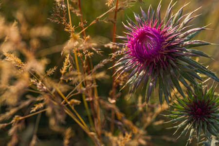 Milk thistle flower opening in a golden sunset.defocused background Copy space.の写真素材