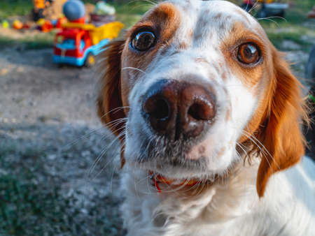foreground of dog with background of unfocused toys. Copy space