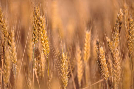 golden barley spikes. selective focus. copy space