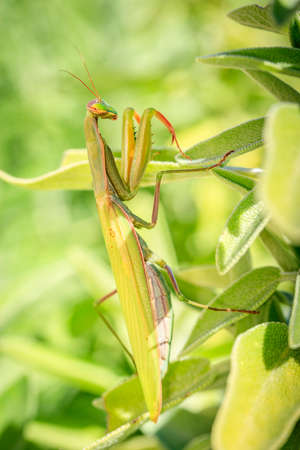 praying mantis against a background of green leavesの写真素材