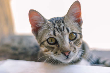 close-up of a kitten on isolated backgroundの写真素材