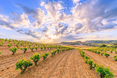 Vineyard on a sunny day in Ribera del Duero. Copyspaceの写真素材