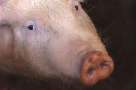 Close-up of a pig looking at the camera. Top view. Copy space.の写真素材