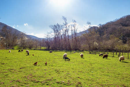 Farm with chickens and sheep in the Picos de Europaの写真素材
