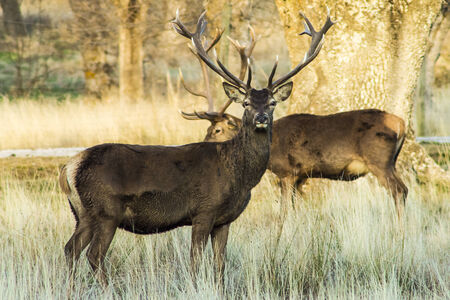 Deer Riofrioの写真素材