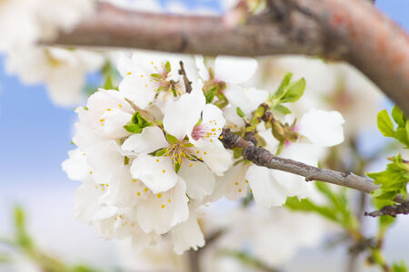 Almond Flowersの写真素材