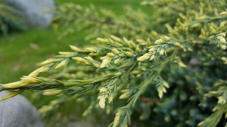 Juniper plant blossom with selective focus