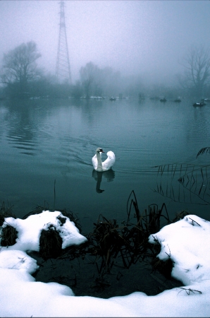 swan on a city lake in winter, taken in Zagreb, Croatia in 2009 の写真素材