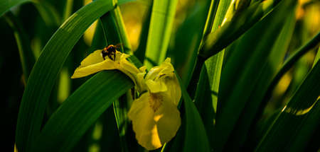 Yellow flowers with a flying bumblebee. Over the water. Landscape.