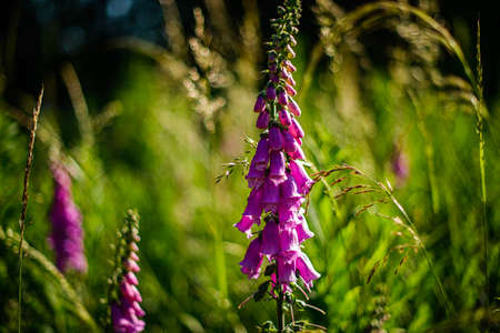Violet flowers in the forest and garden. Landscape.