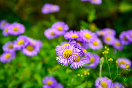 Violet flowers in close-up