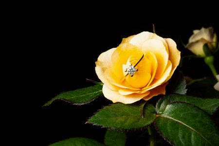 Engagement ring found in a yellow roseの写真素材