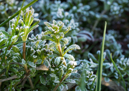 Plants with frozen frost. Beautiful abstract frozen microcosmos pattern. Freezing weather frost action in nature. Floral backdrop.の写真素材
