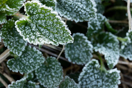 Plants with frozen frost. Beautiful abstract frozen microcosmos pattern. Freezing weather frost action in nature. Floral backdrop.の写真素材