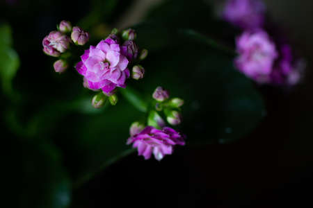 The flowers are starting to bloom!の写真素材