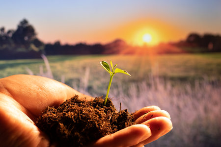 The small plant that is held in the hand with all its soilの写真素材