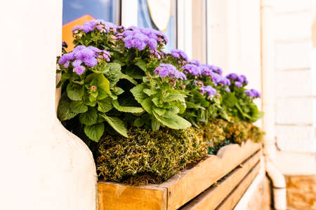 flowers in pots on a balconyの写真素材