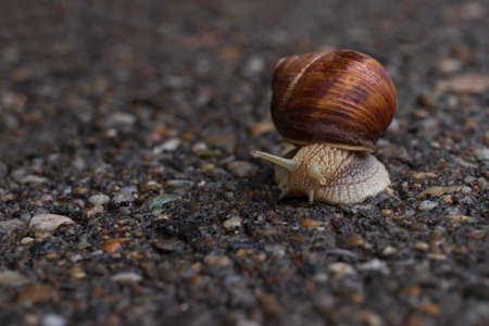 snail on the roadの写真素材
