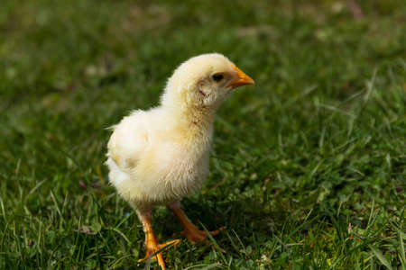 chicken on grass