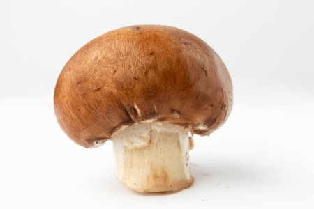 boletus edulis mushroomの写真素材