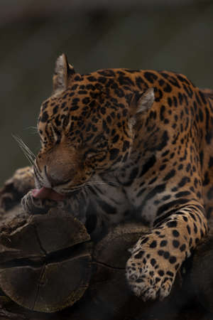 jaguar licking his paws and sitting on some woodの写真素材