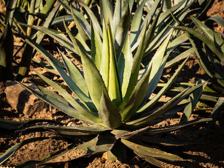 aloe vera plantの写真素材