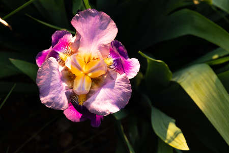 purple iris flowerの写真素材