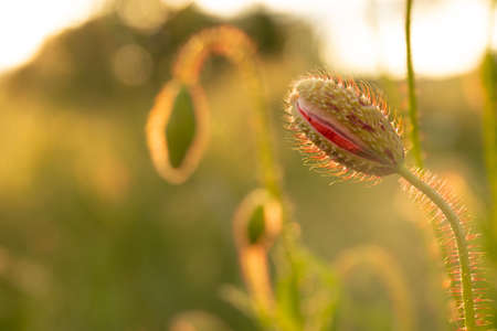 red poppy flower. bloomの写真素材