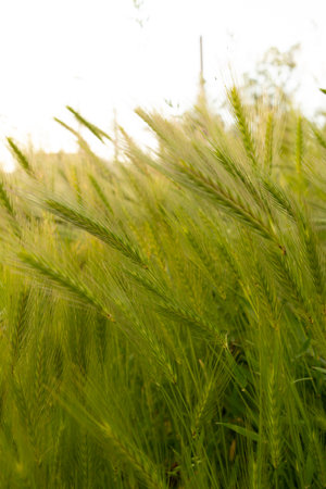 wheat field in the windの写真素材