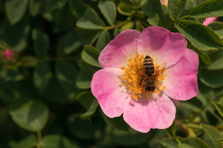 bee on pink flowerの写真素材