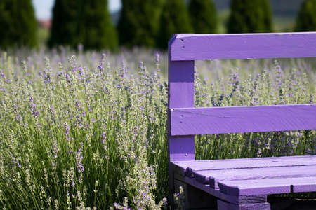 purple bench in a lavender fieldの写真素材