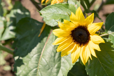 sunflower on the fieldの写真素材