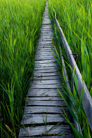 Wooden path in the reed field. Path through the reeds. The reed from Sic, Cluj, Romaniaの写真素材