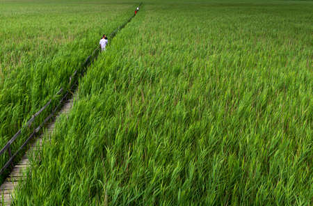 Wooden path in the reed field. Path through the reeds. People walking through the reeds on the wooden bridge. The reed from Sic, Cluj, Romaniaの写真素材