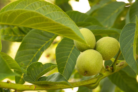 Raw green walnuts, branch, closeup photo. Selective focusの写真素材